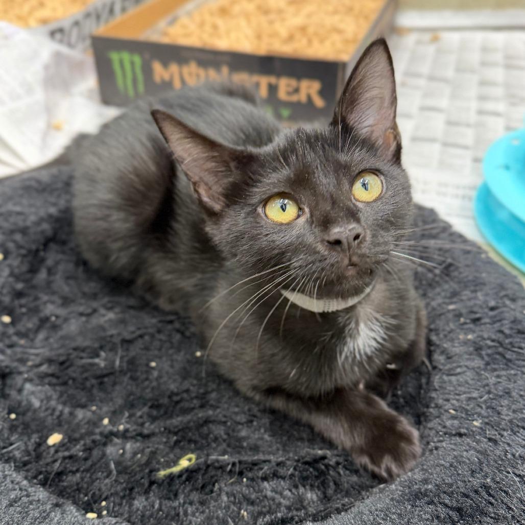 Enlarge Kimi, a Adoptable Domestic Short Hair in Marshall, VA image 1/3