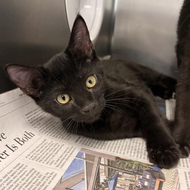 Enlarge Kimi, a Adoptable Domestic Short Hair in Marshall, VA image 2/3