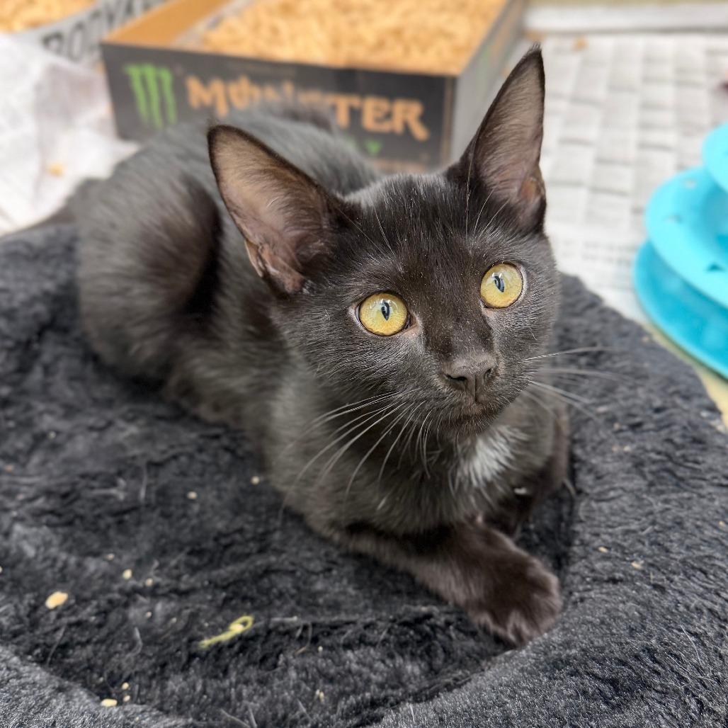 Enlarge Kimi, a Adoptable Domestic Short Hair in Marshall, VA image 3/3