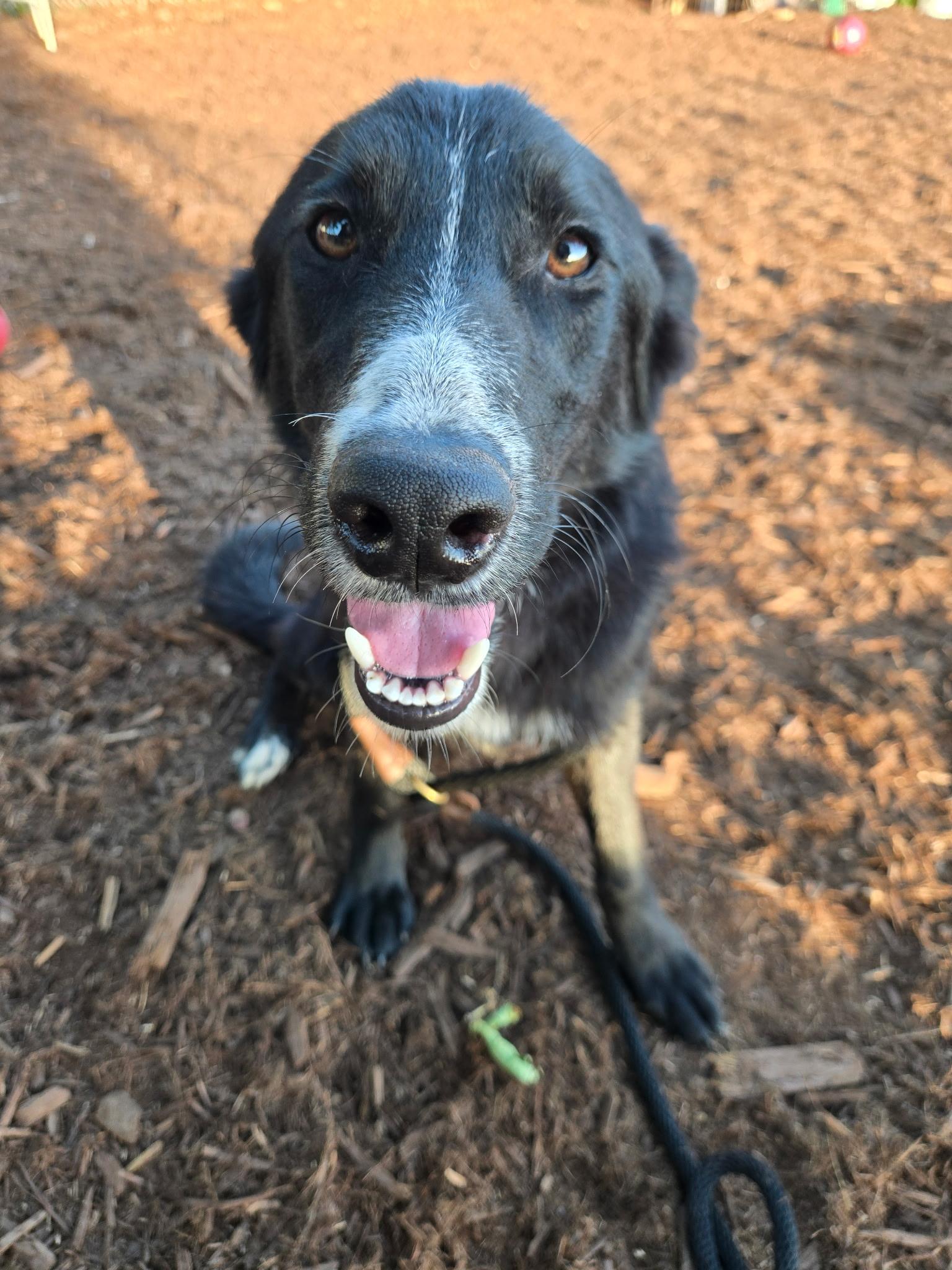 Enlarge Juno, a Adoptable mixed breed in Silverton, OR image 1/1