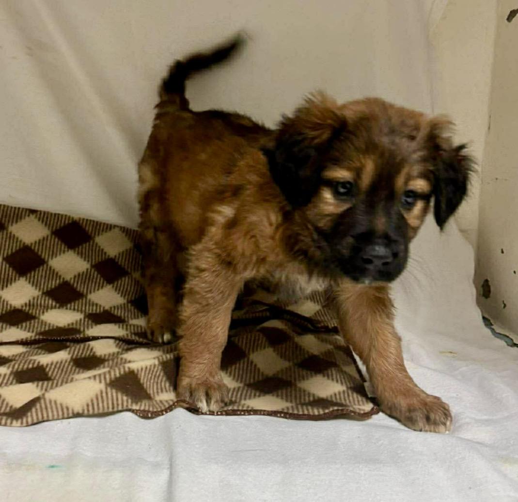 Enlarge Hannah , a ADOPTABLE mixed breed in Pelham, NH image 4/5