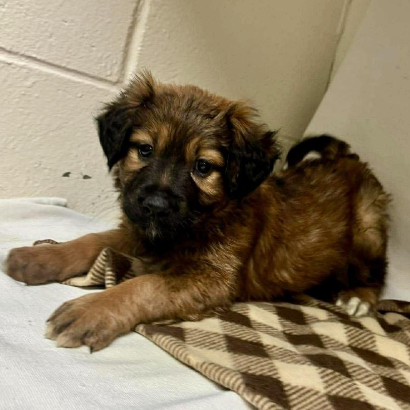 Enlarge Hannah , a ADOPTABLE mixed breed in Pelham, NH image 1/5