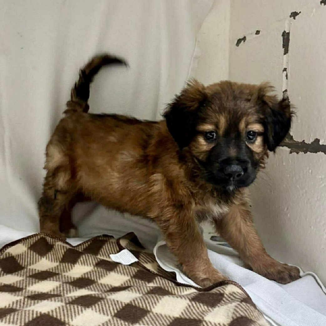 Enlarge Hannah , a ADOPTABLE mixed breed in Pelham, NH image 2/5