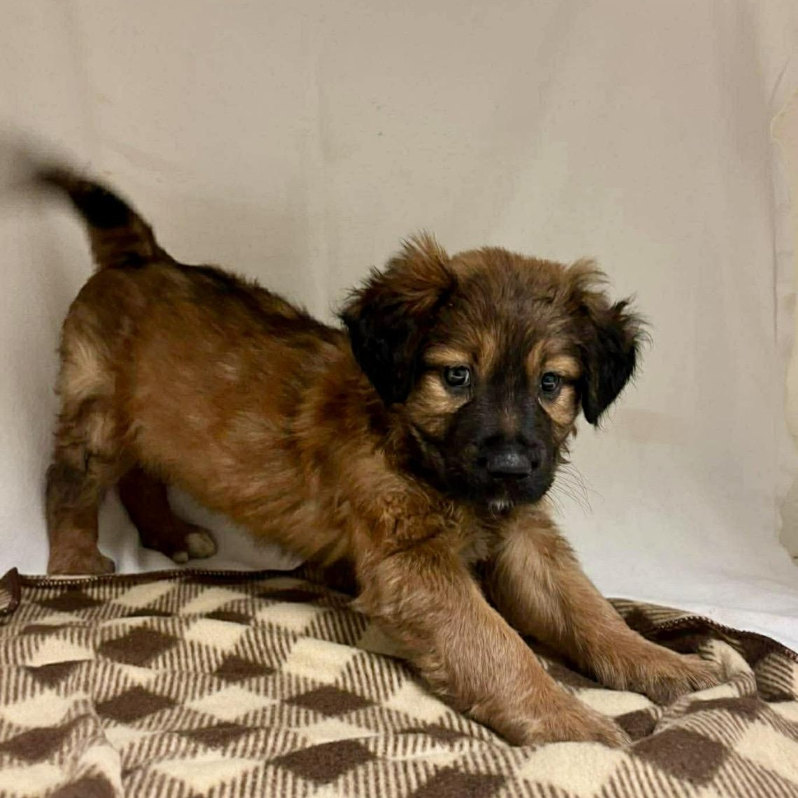 Enlarge Hannah , a ADOPTABLE mixed breed in Pelham, NH image 3/5