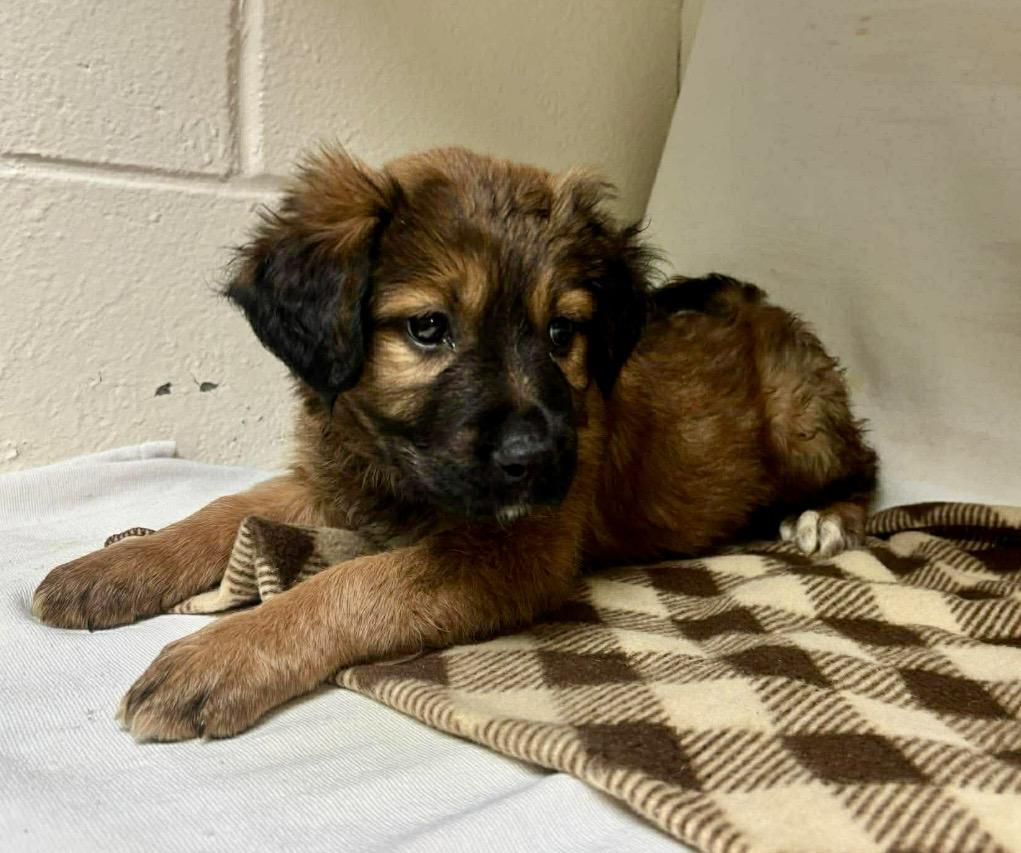 Enlarge Hannah , a ADOPTABLE mixed breed in Pelham, NH image 5/5