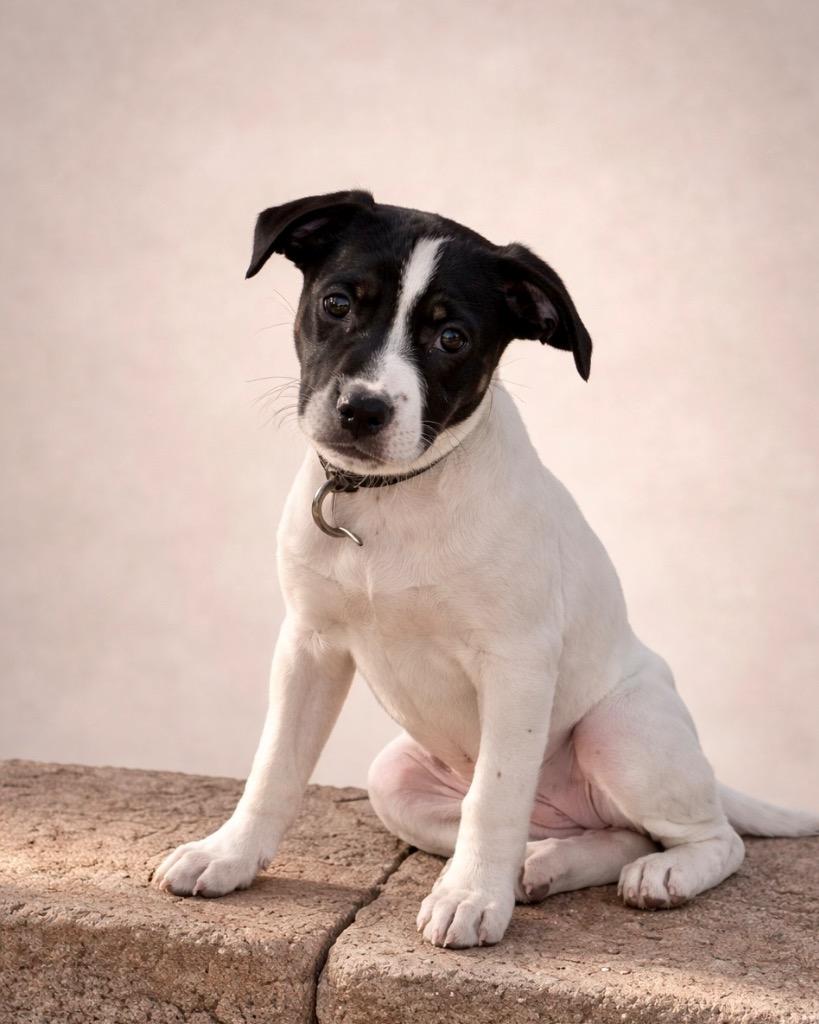 Enlarge Phish Food, a Adoptable mixed breed in Reno, NV image 1/5