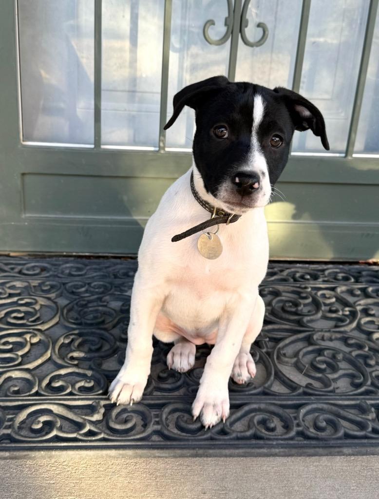 Enlarge Phish Food, a Adoptable mixed breed in Reno, NV image 3/5