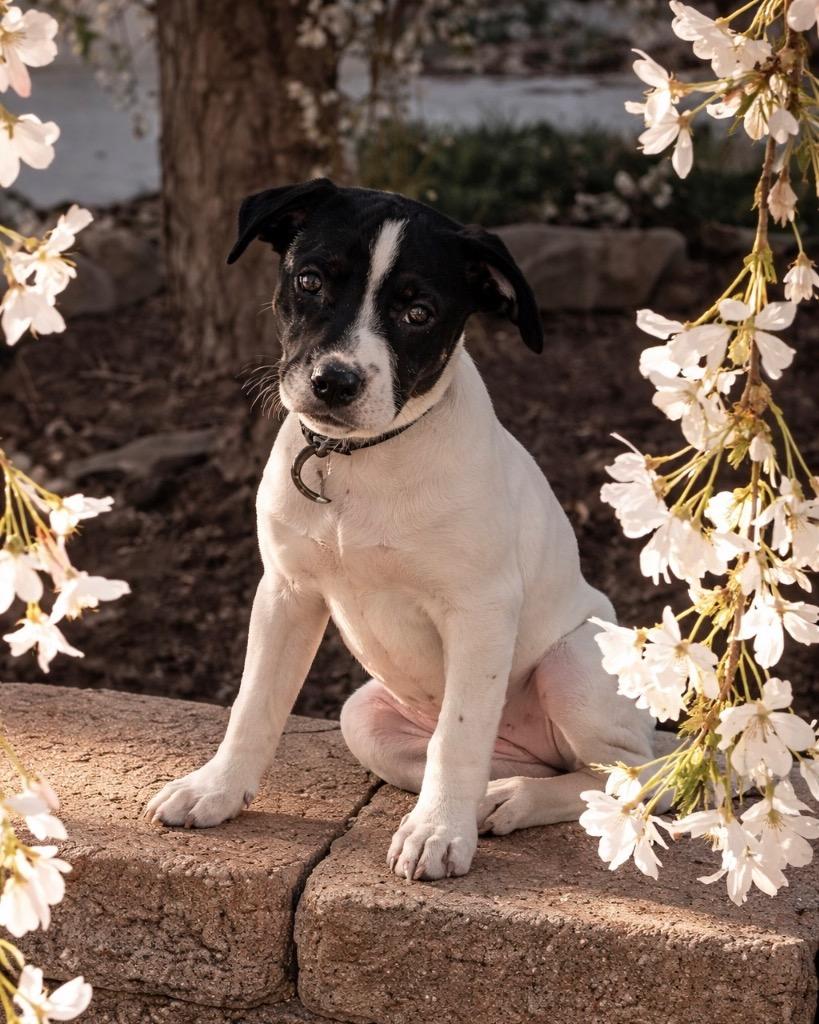 Enlarge Phish Food, a Adoptable mixed breed in Reno, NV image 4/5