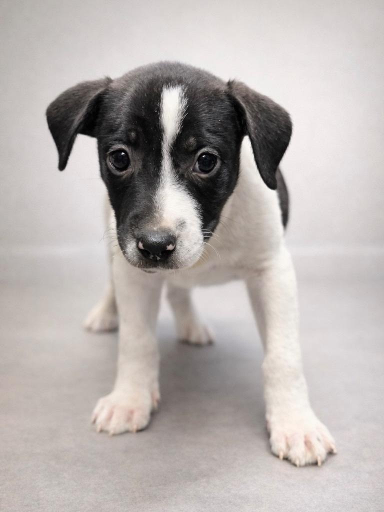 Enlarge Phish Food, a Adoptable mixed breed in Reno, NV image 5/5