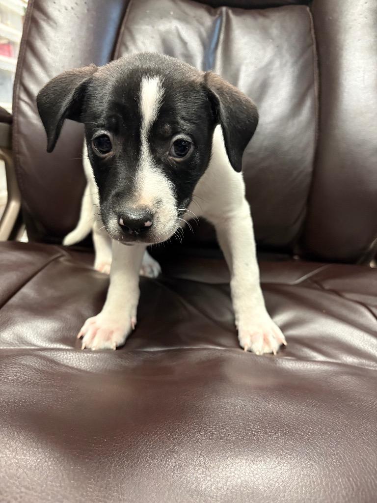 Phish Food, Adoptable, Puppy Female Pit Bull Terrier & Australian Shepherd.