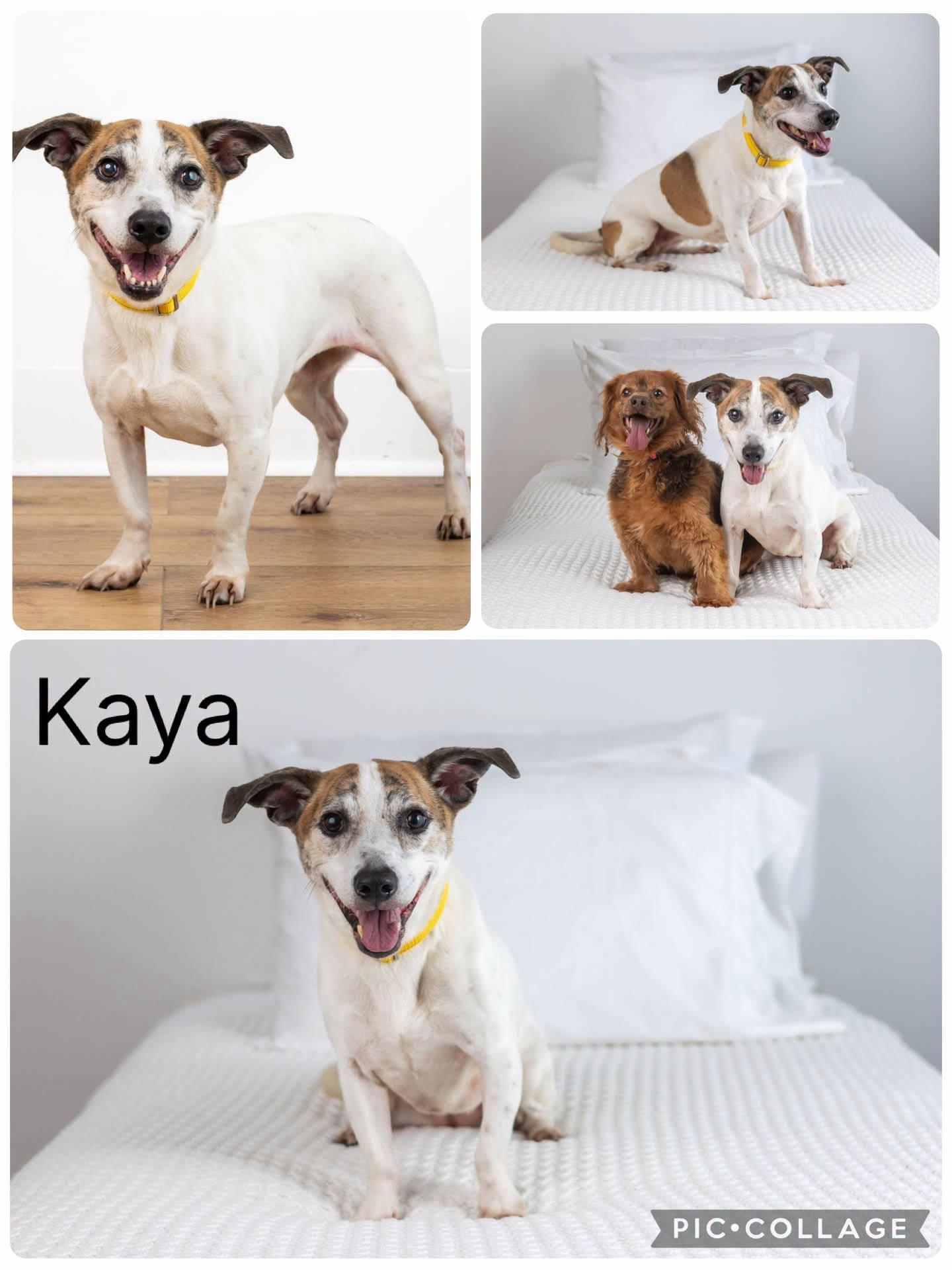 Enlarge Kaya, a Adoptable mixed breed in Enterprise, AL image 1/1