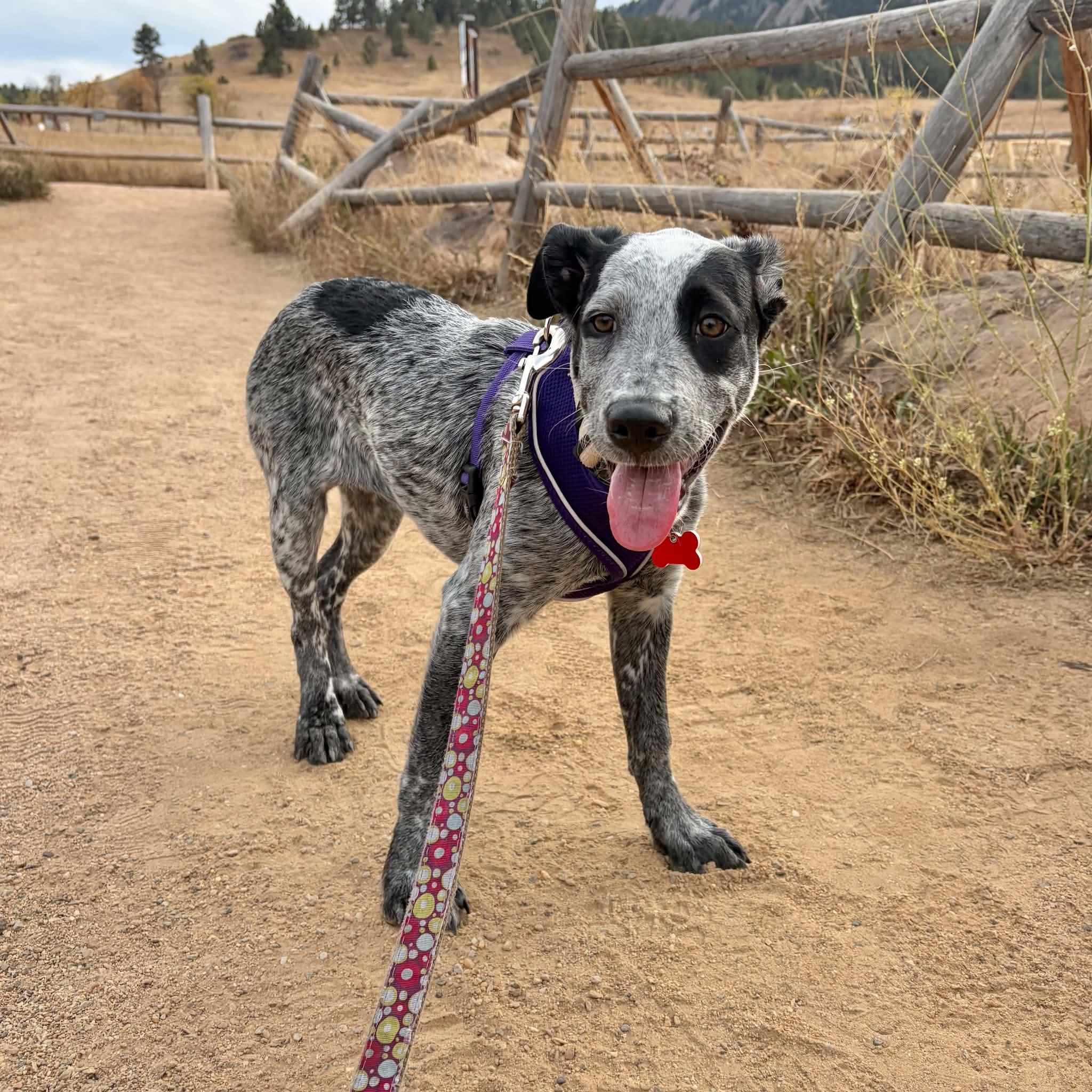 Enlarge Ivy, a Adoptable mixed breed in Boulder, CO image 2/6