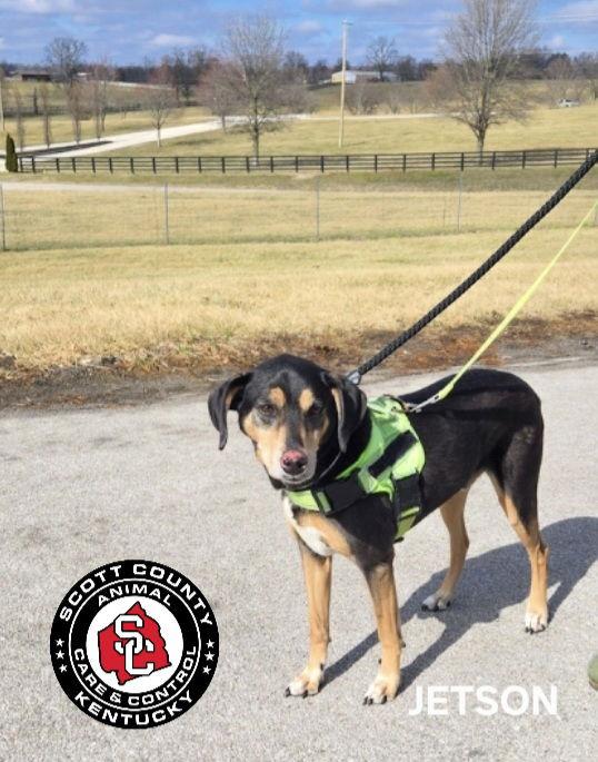 Jetson, Adoptable, Senior Male Beagle & Hound.