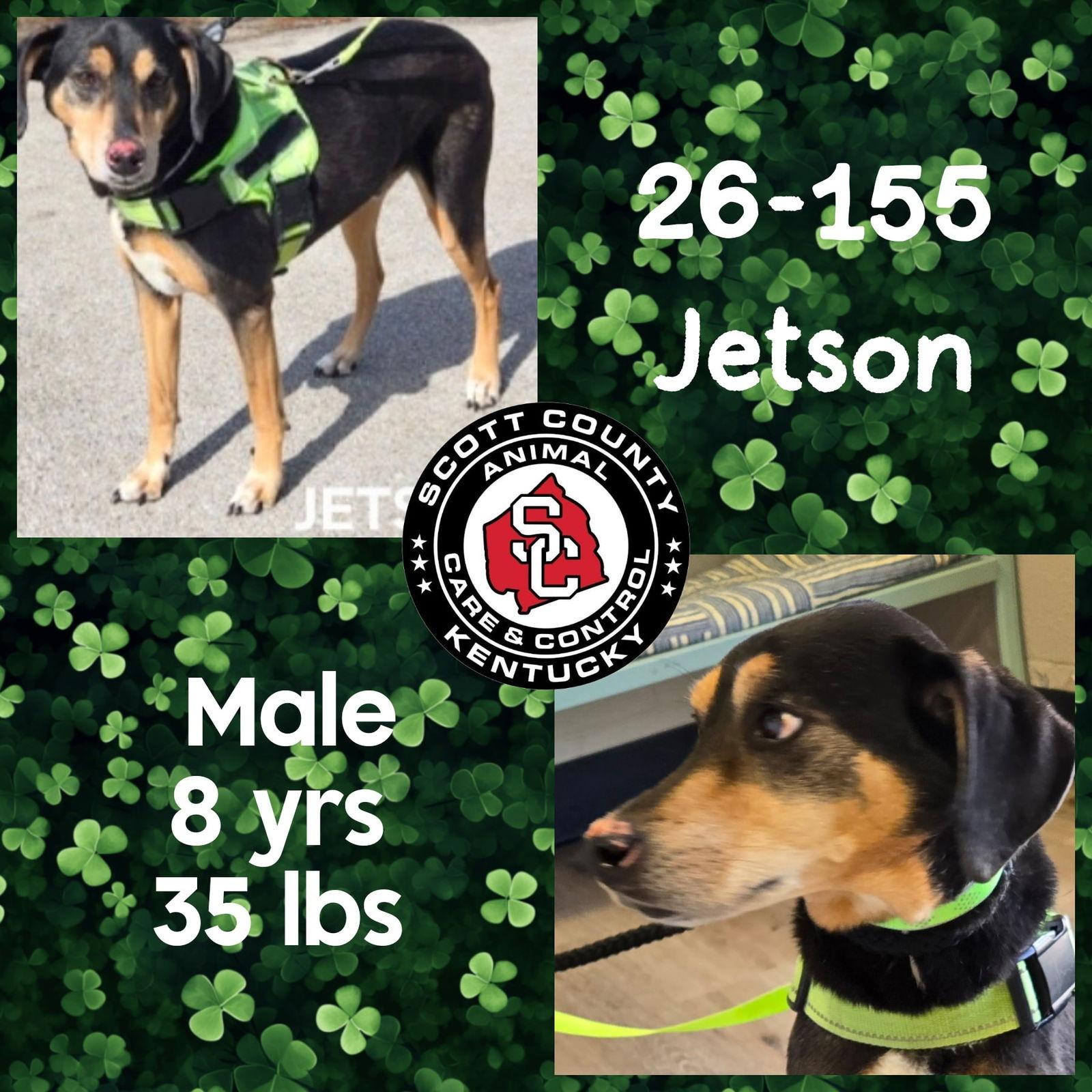 Jetson, a Adoptable mixed breed in Georgetown, KY image 2/3