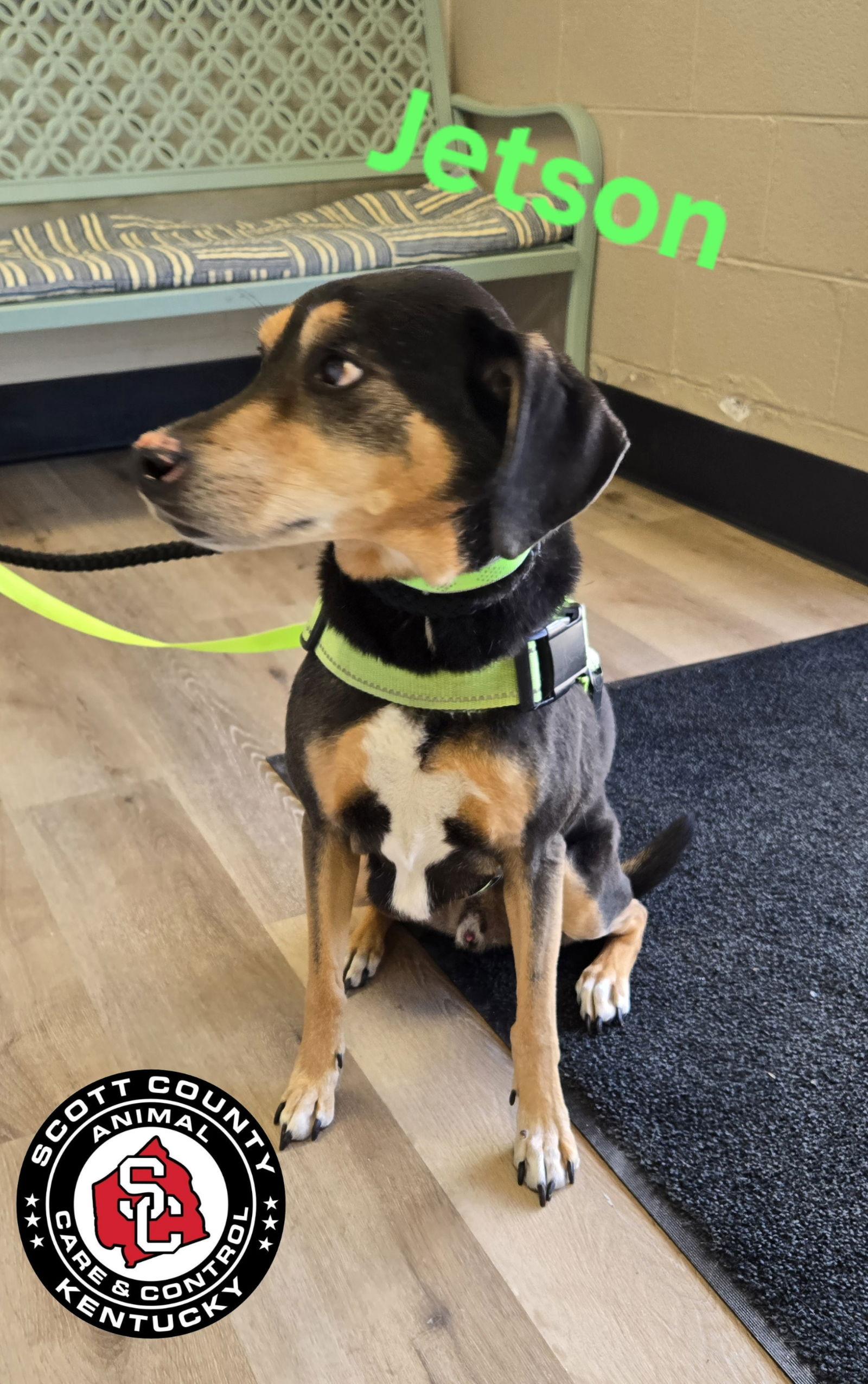 Jetson, a Adoptable mixed breed in Georgetown, KY image 3/3