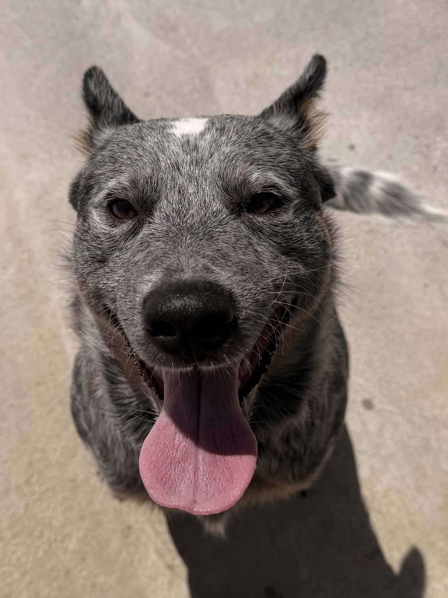 Bluey, Adopted, Young Male Australian Cattle Dog / Blue Heeler.