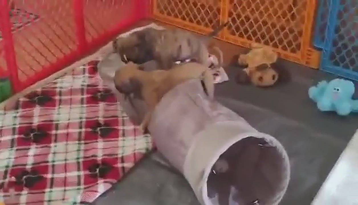 Enlarge FL - Rico/Hernando, a Adopted mixed breed in Miami, FL video 5/9