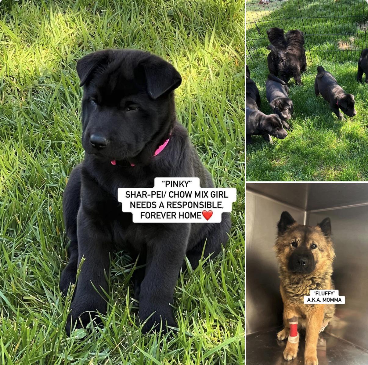 PINKY, Baby Female Shar-Pei