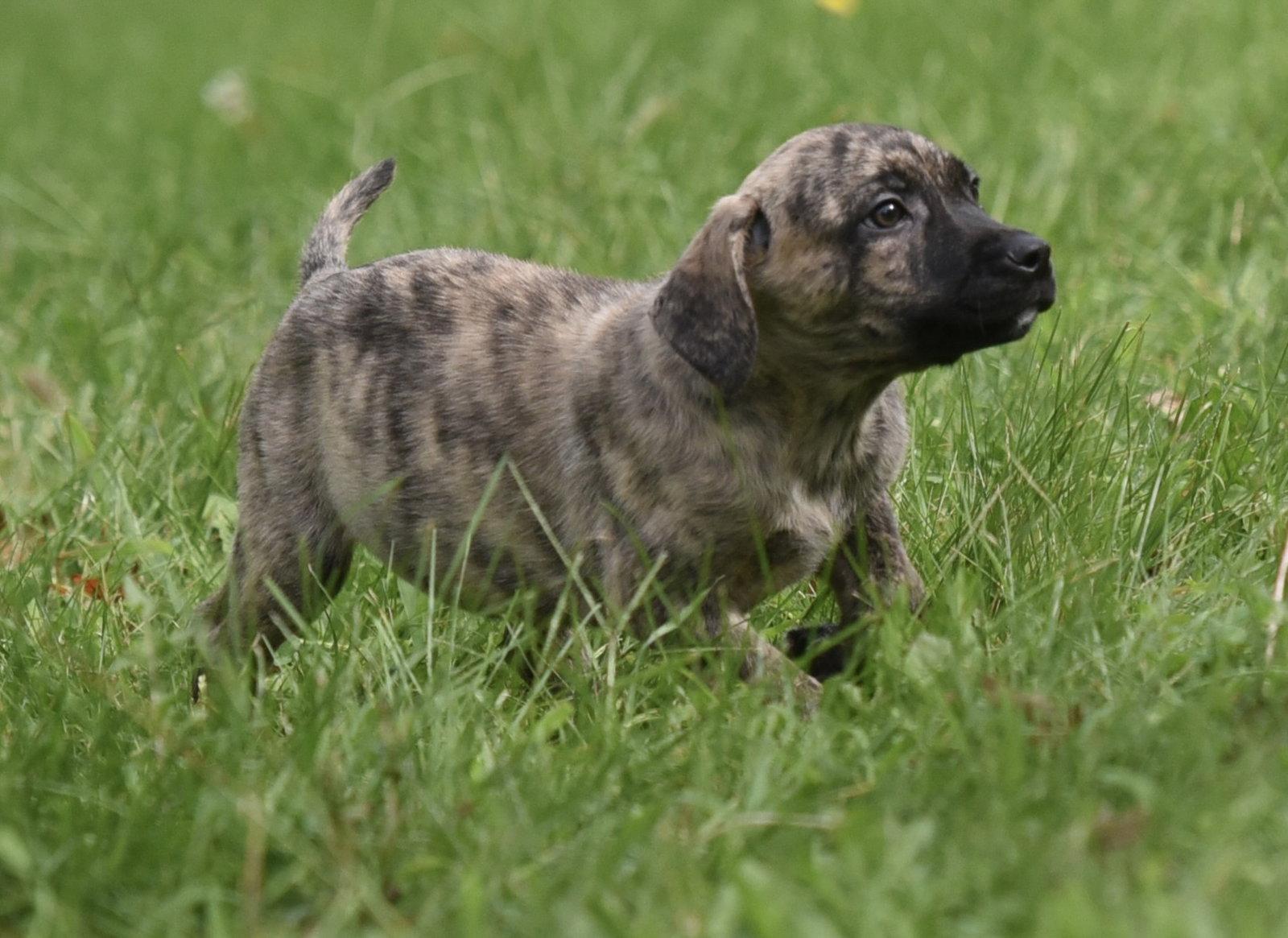 Enlarge Silas, a Adopted mixed breed in Mechanicsburg, PA image 1/3