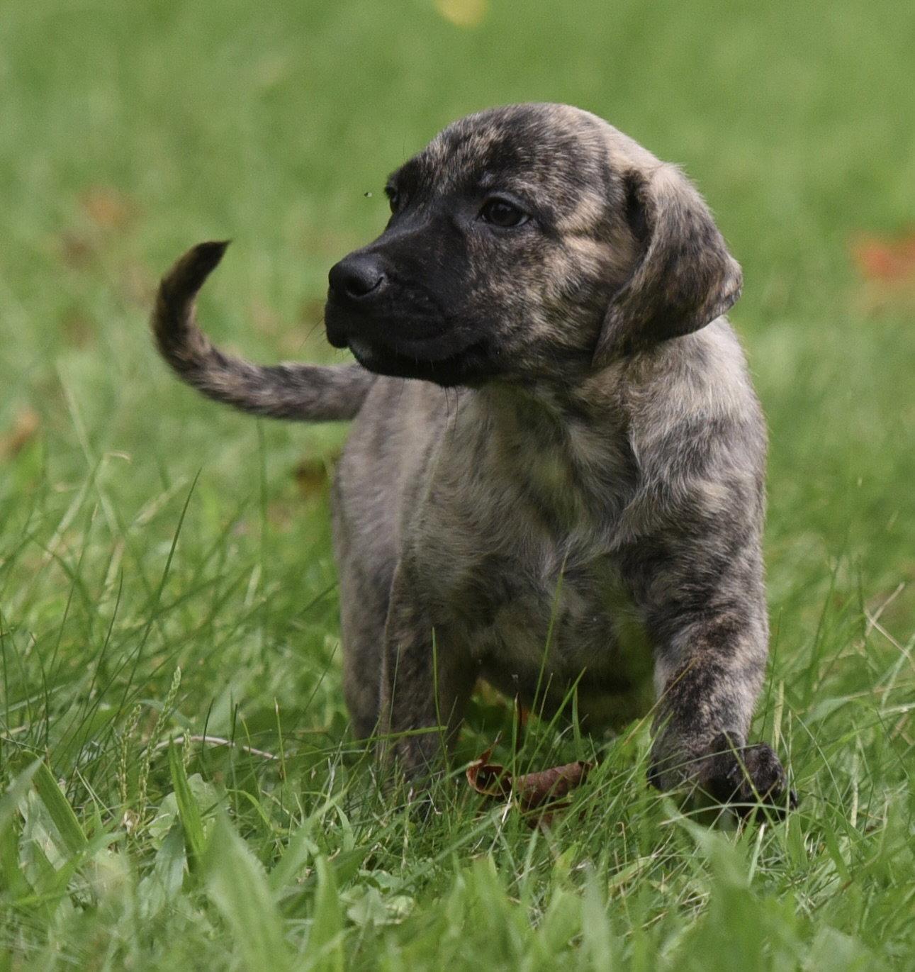 Enlarge Silas, a Adopted mixed breed in Mechanicsburg, PA image 2/3