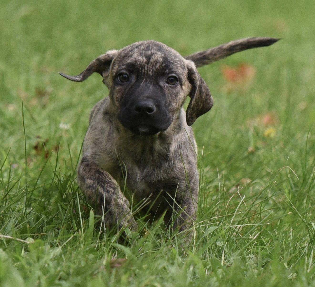 Enlarge Silas, a Adopted mixed breed in Mechanicsburg, PA image 3/3