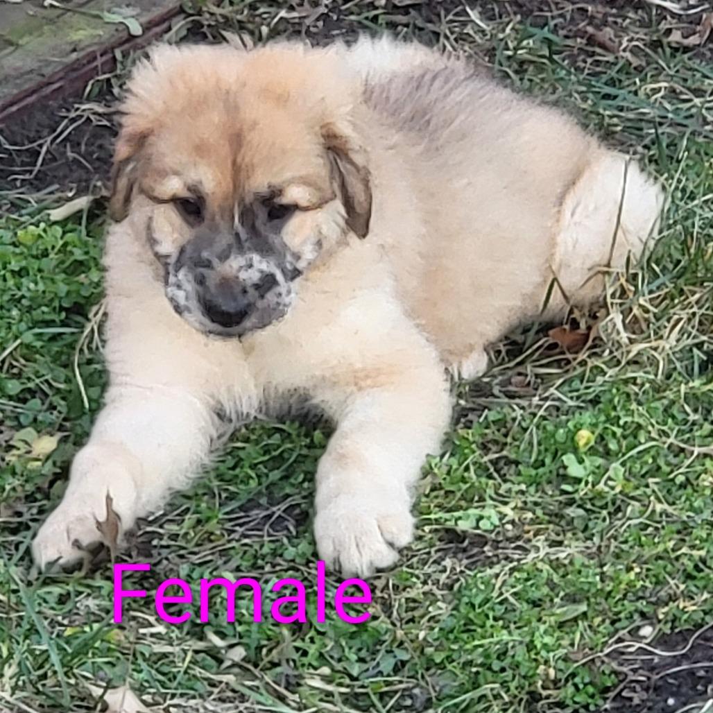 Reba McEntire, Adoptable, Puppy Female Great Pyrenees & Mixed Breed.