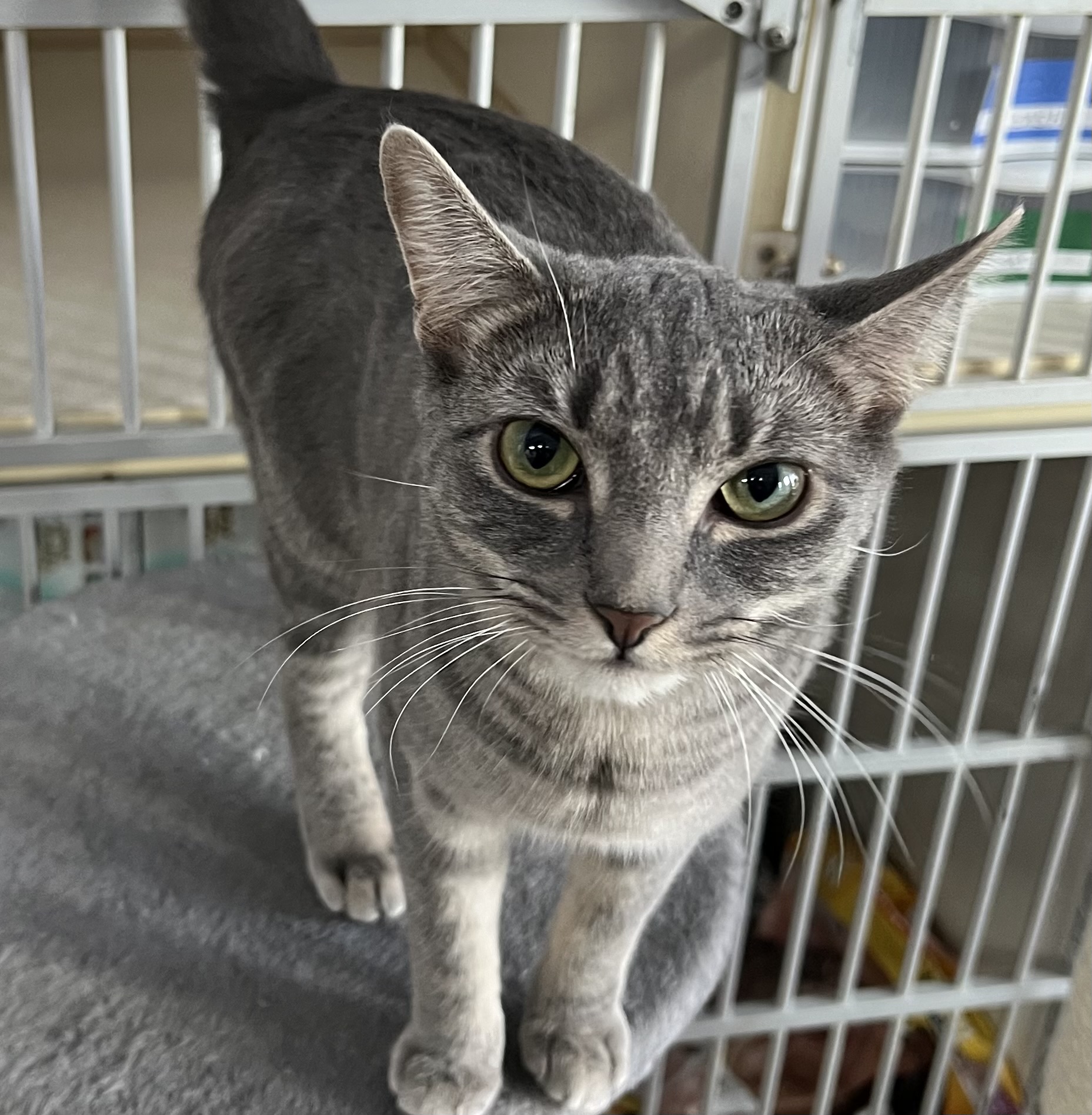 Gris, a Adoptable Domestic Short Hair in Cranford, NJ image 5/5
