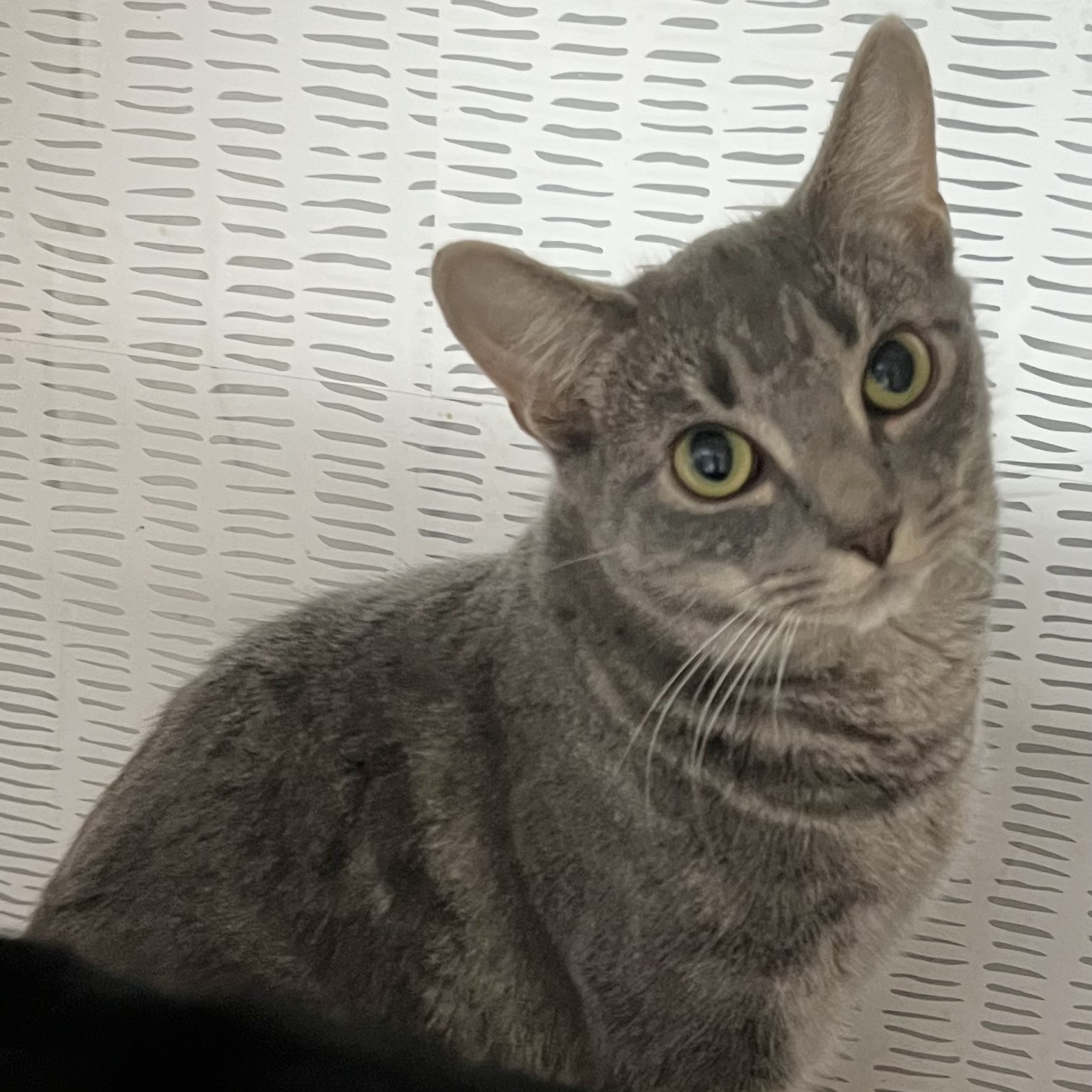 Gris, a Adoptable Domestic Short Hair in Cranford, NJ image 3/5