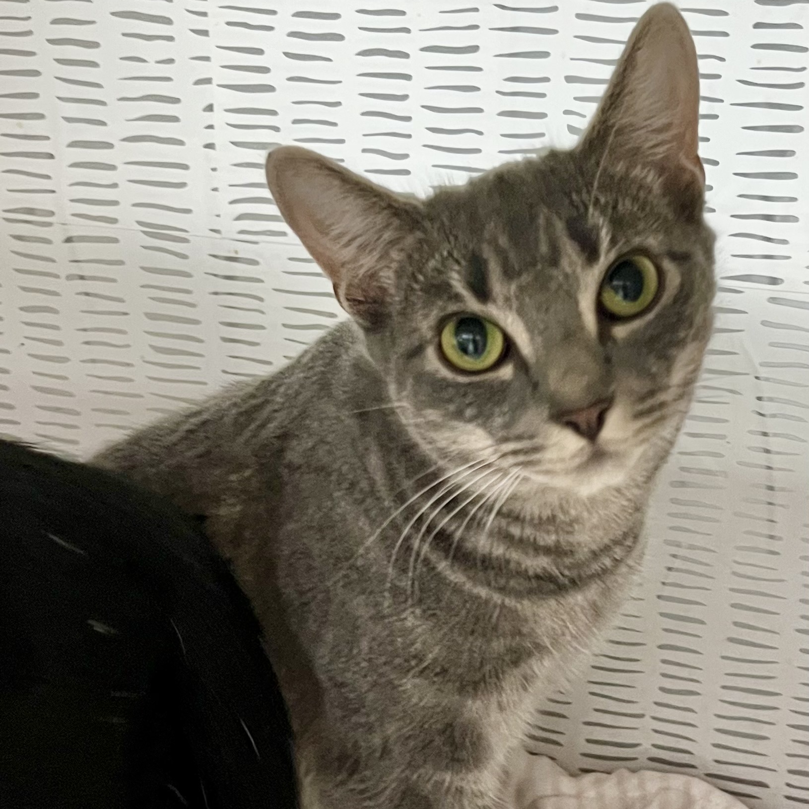 Gris, a Adoptable Domestic Short Hair in Cranford, NJ image 2/5