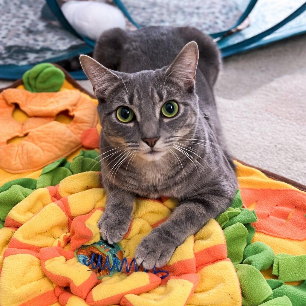 Gris, a Adoptable Domestic Short Hair in Cranford, NJ image 1/5