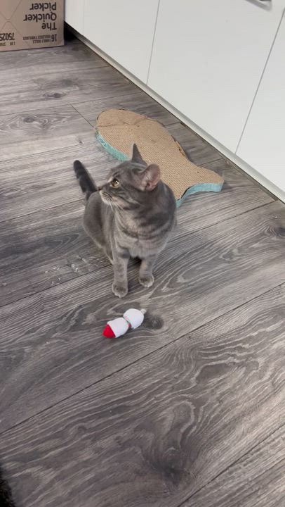 Enlarge Gris, a Adoptable Domestic Short Hair in Cranford, NJ video 4/5