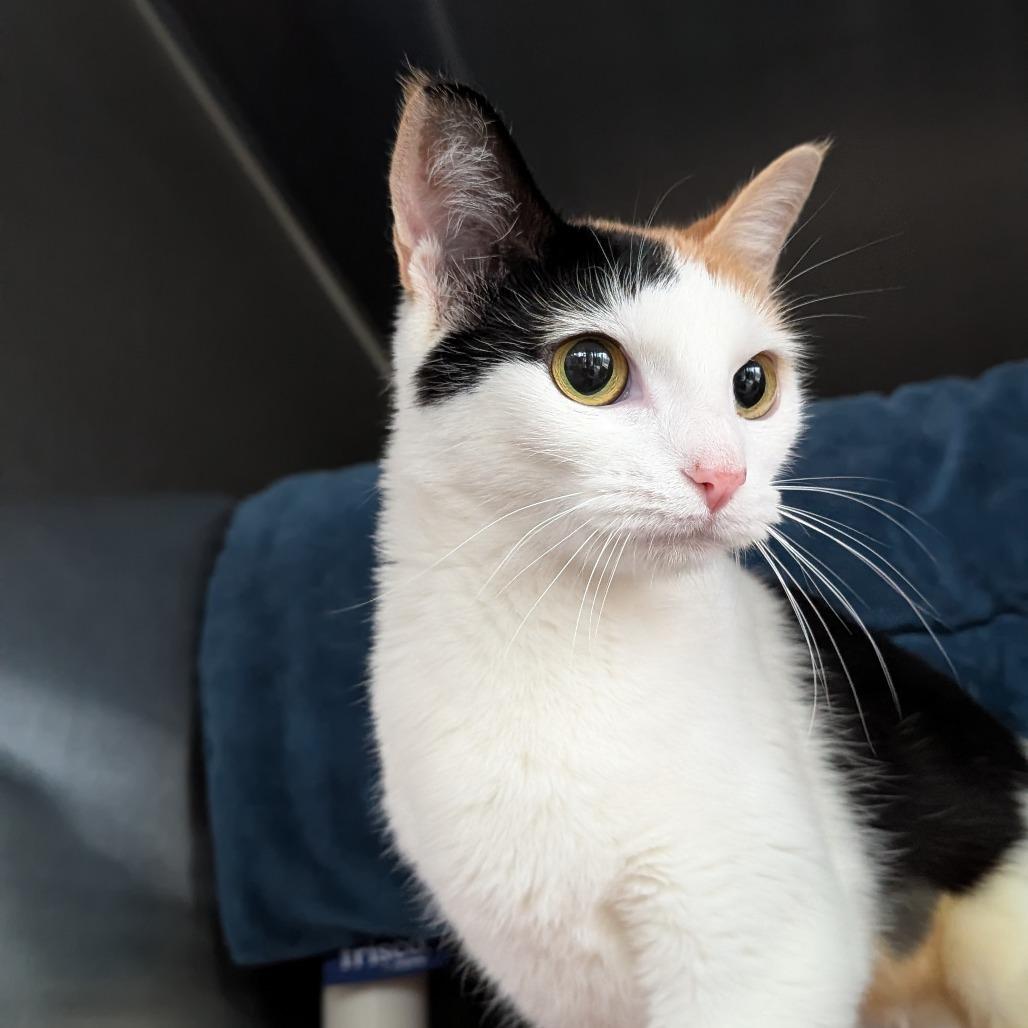 Sour Patch Kid, Adoptable, Adult Female Domestic Short Hair.