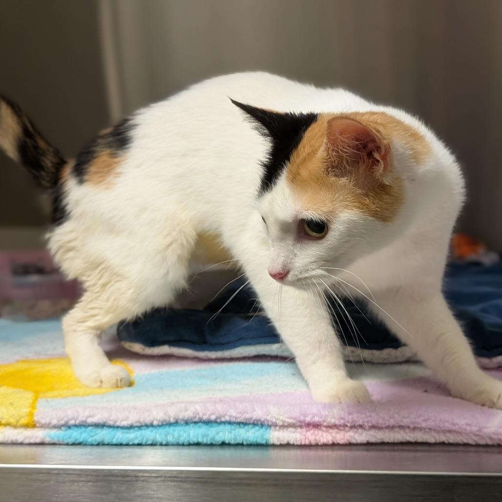 Enlarge Sour Patch Kid, a Adoptable Domestic Short Hair in Asheville, NC image 2/5