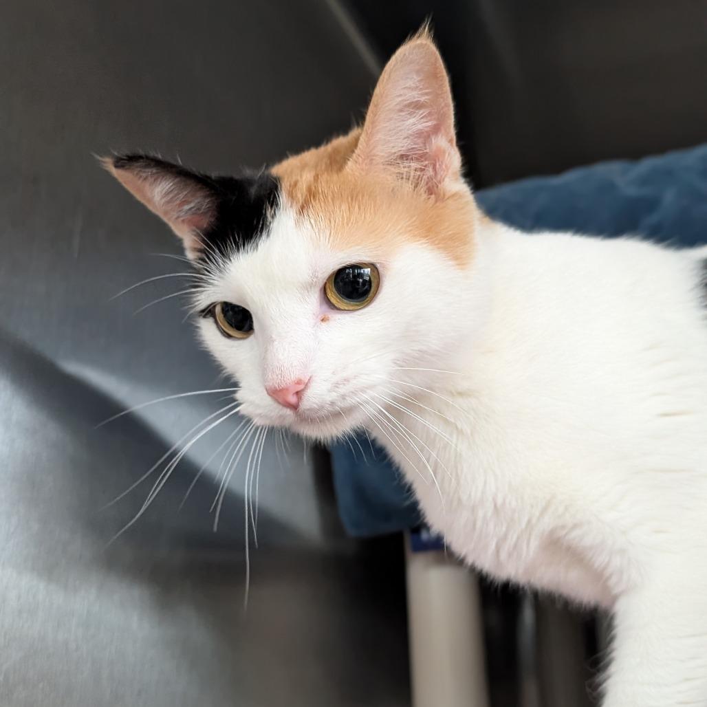 Enlarge Sour Patch Kid, a Adoptable Domestic Short Hair in Asheville, NC image 3/5