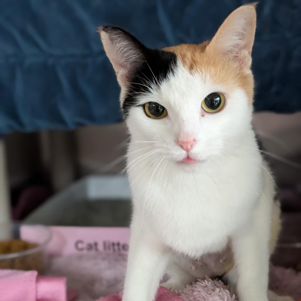 Enlarge Sour Patch Kid, a Adoptable Domestic Short Hair in Asheville, NC image 4/5