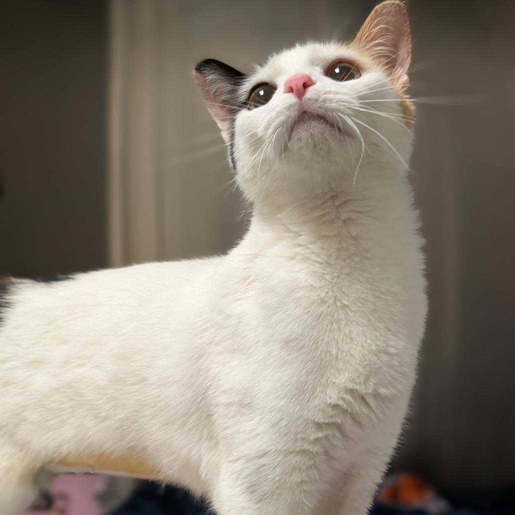 Enlarge Sour Patch Kid, a Adoptable Domestic Short Hair in Asheville, NC image 5/5