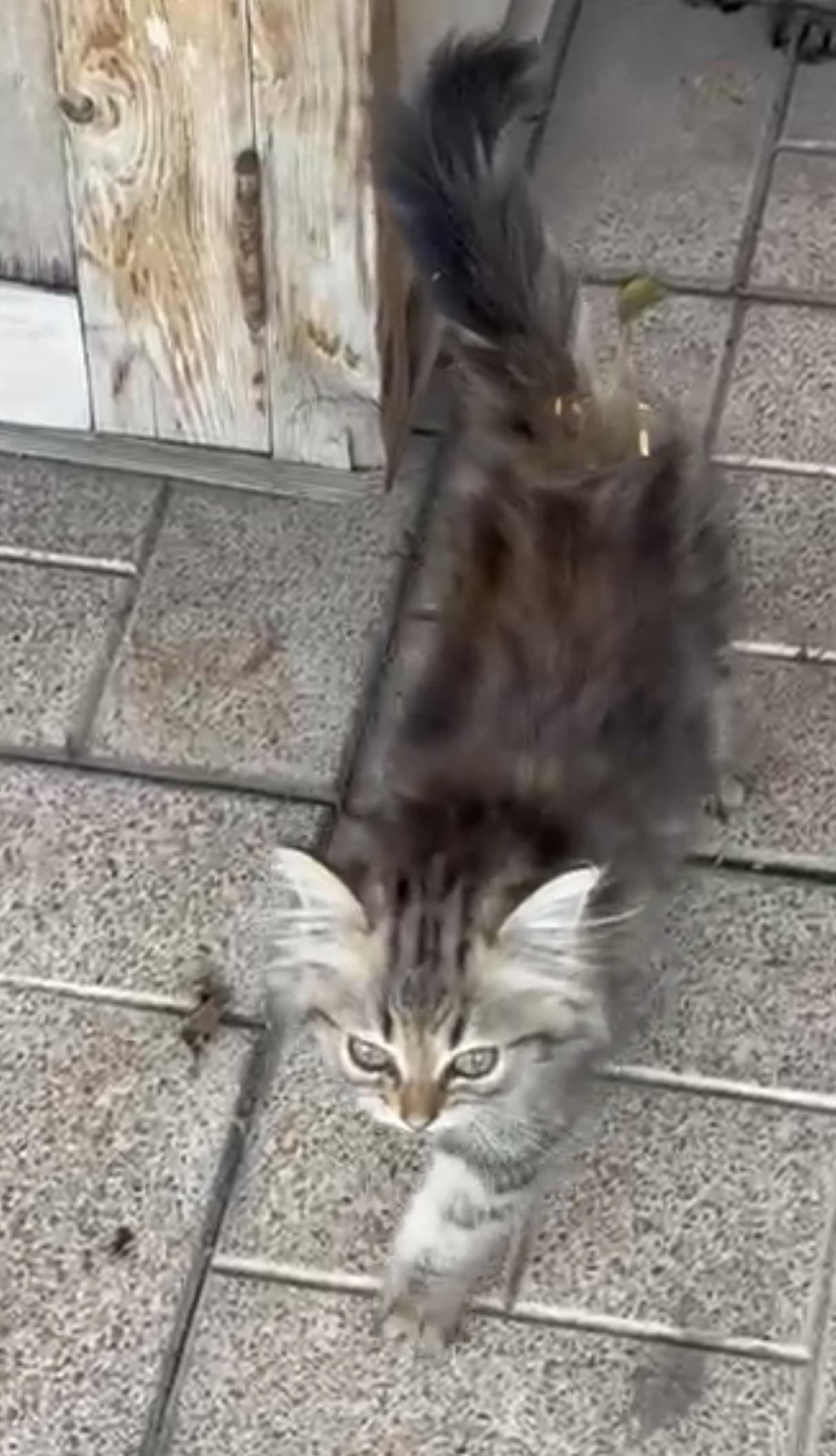 Main coon / Siberian kitten