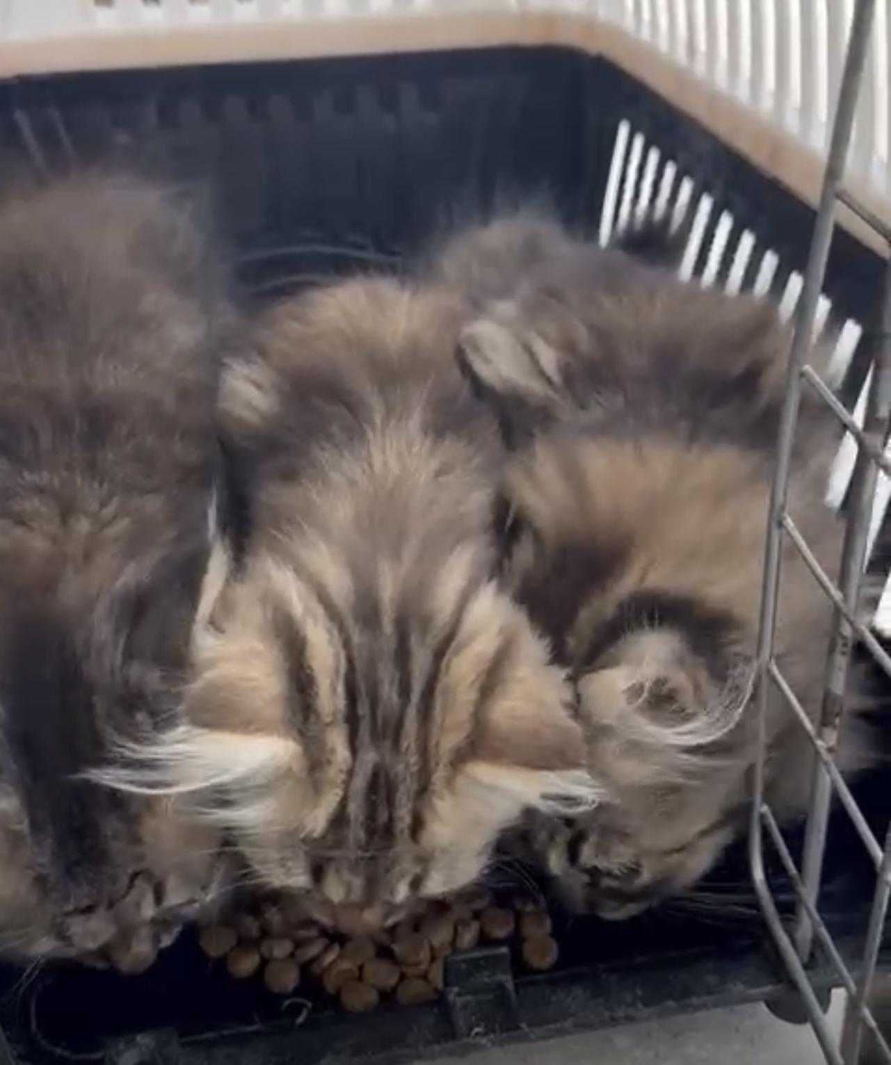 Main coon / Siberian kitten