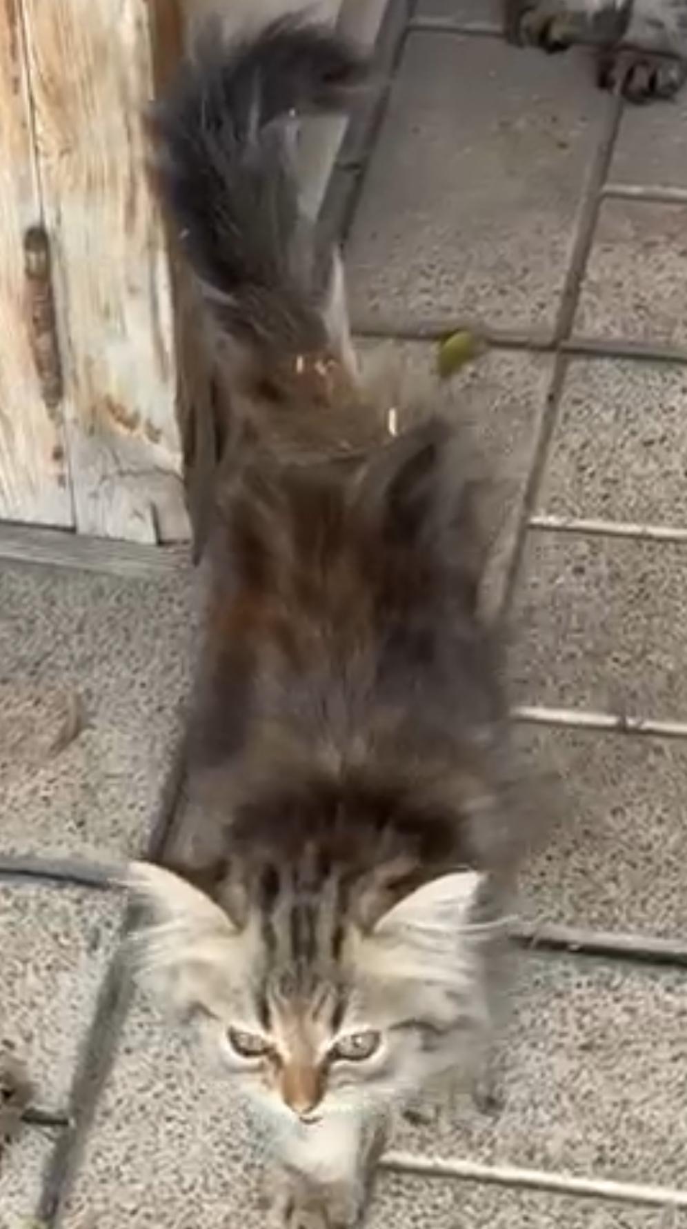 Main coon / Siberian kitten