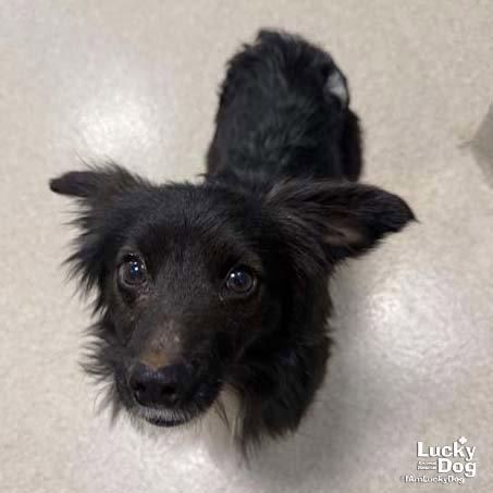 Prince, Adopted, Young Male Feist.