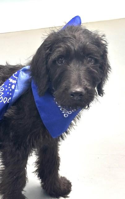 Enlarge Ken, an adopted mixed breed in Hawk Point, MO image 3/4