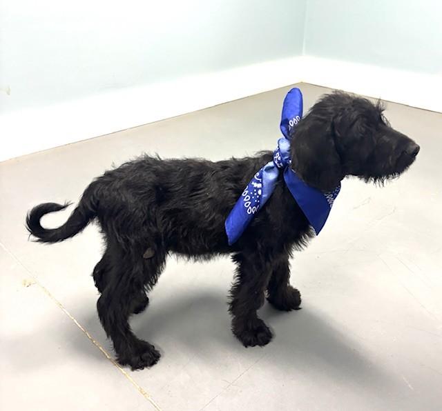 Ken, adopted, Puppy Male Labrador Retriever & Mixed Breed.