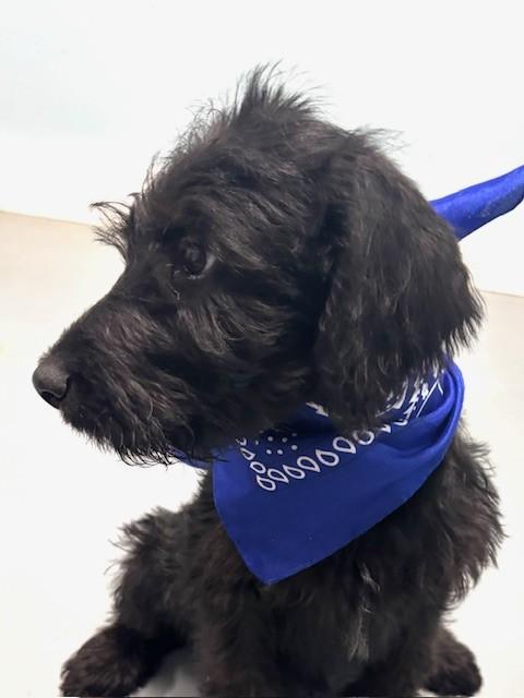 Enlarge Ken, an adopted mixed breed in Hawk Point, MO image 4/4