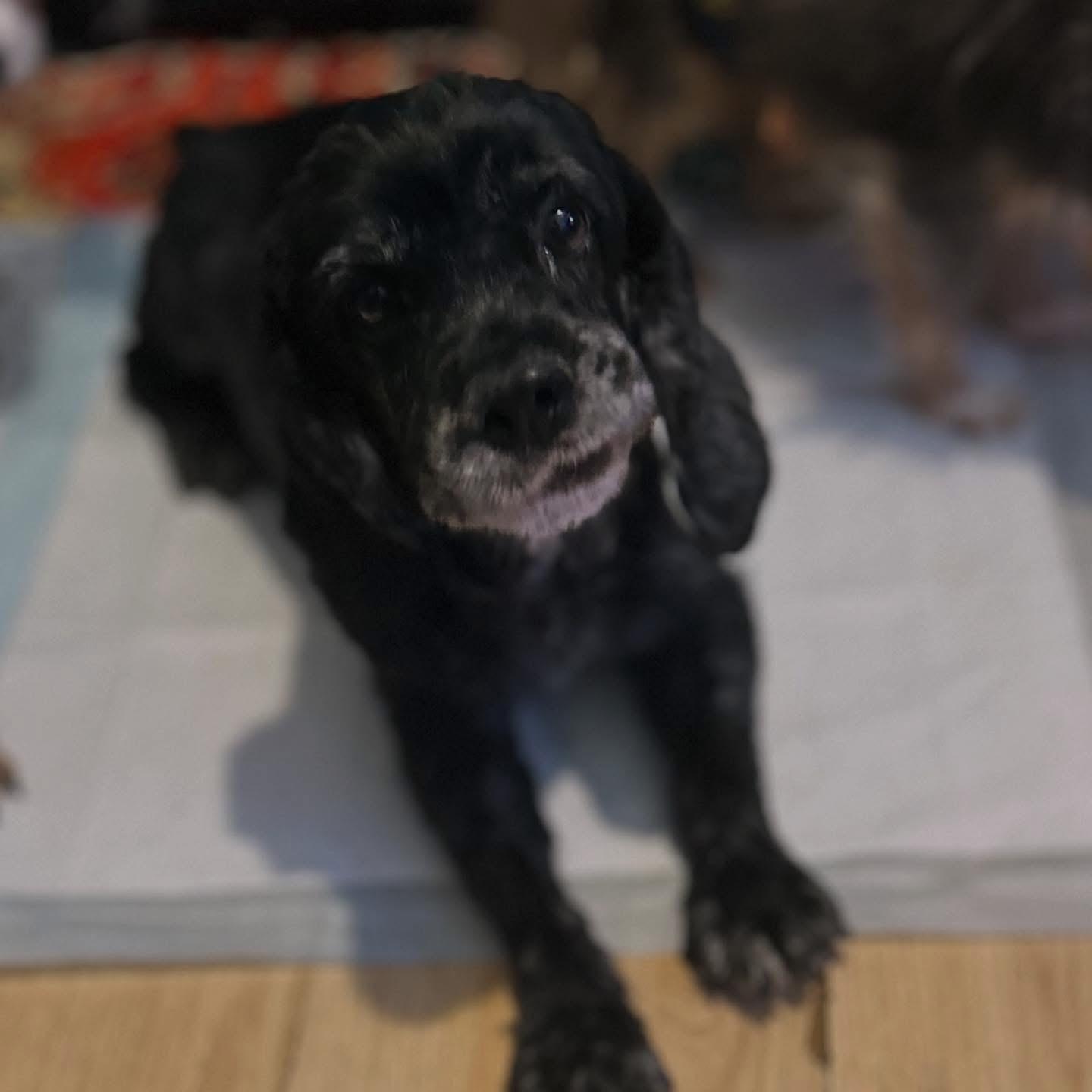 Enlarge Brynn, a ADOPTABLE Cockapoo in West Falls, NY image 3/4