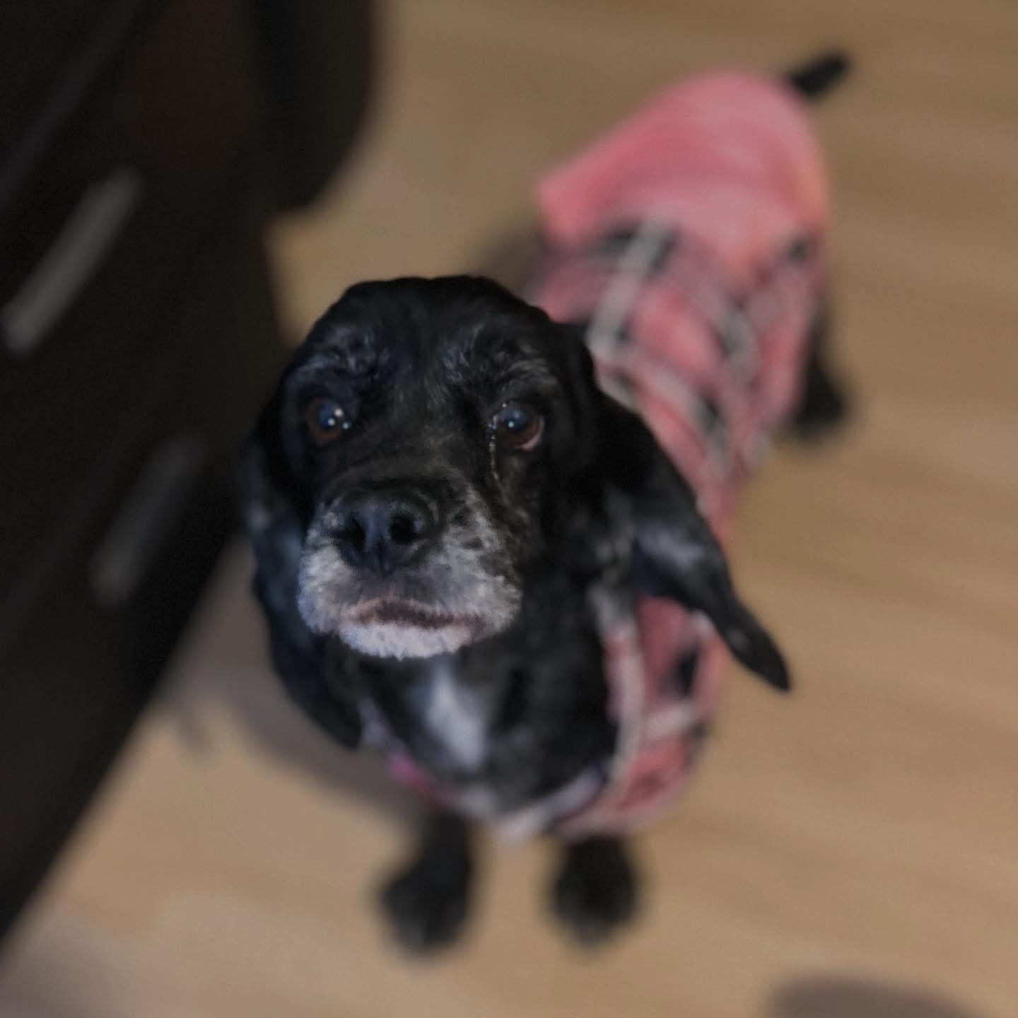 Brynn, ADOPTABLE, Adult Female Cockapoo.