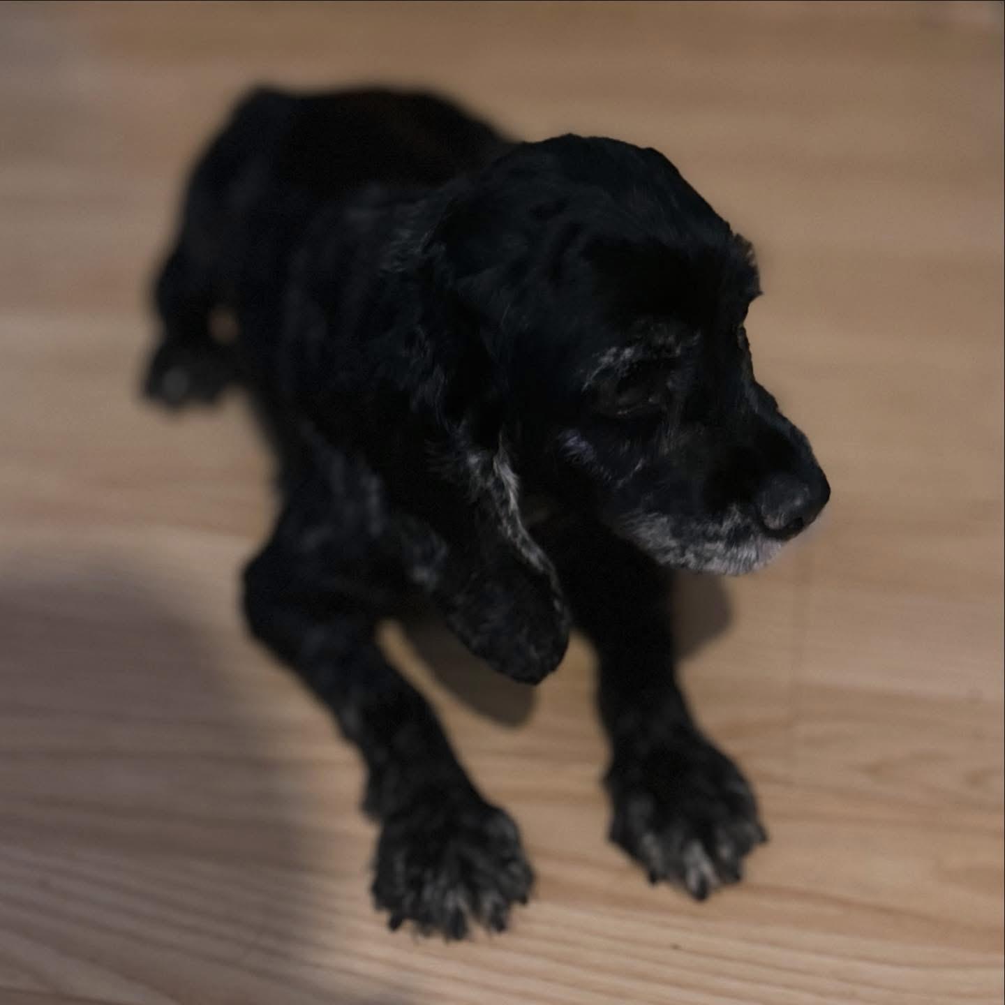 Enlarge Brynn, a ADOPTABLE Cockapoo in West Falls, NY image 4/4