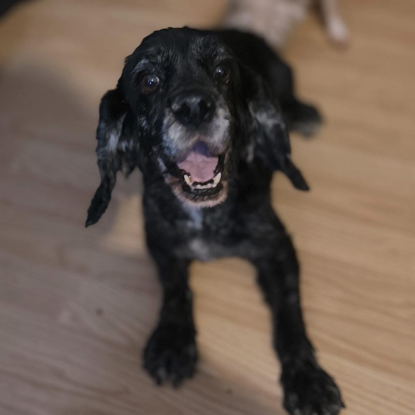 Enlarge Brynn, a ADOPTABLE Cockapoo in West Falls, NY image 2/4