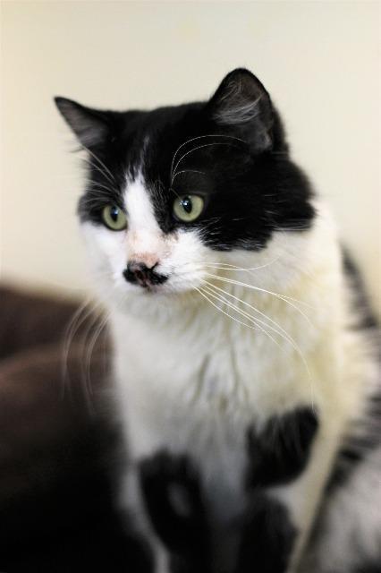 Enlarge Mr. Mustache, a Adopted mixed breed in Saint Paul, MN image 1/6