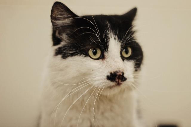 Enlarge Mr. Mustache, a Adopted mixed breed in Saint Paul, MN image 2/6