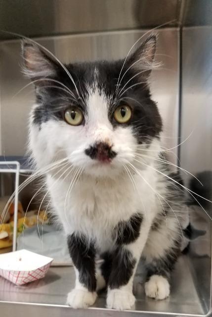 Enlarge Mr. Mustache, a Adopted mixed breed in Saint Paul, MN image 4/6